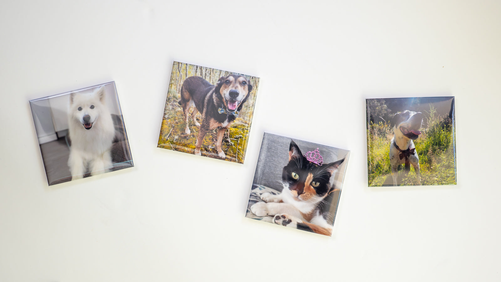 Four personalised photo magnets with different pet photos