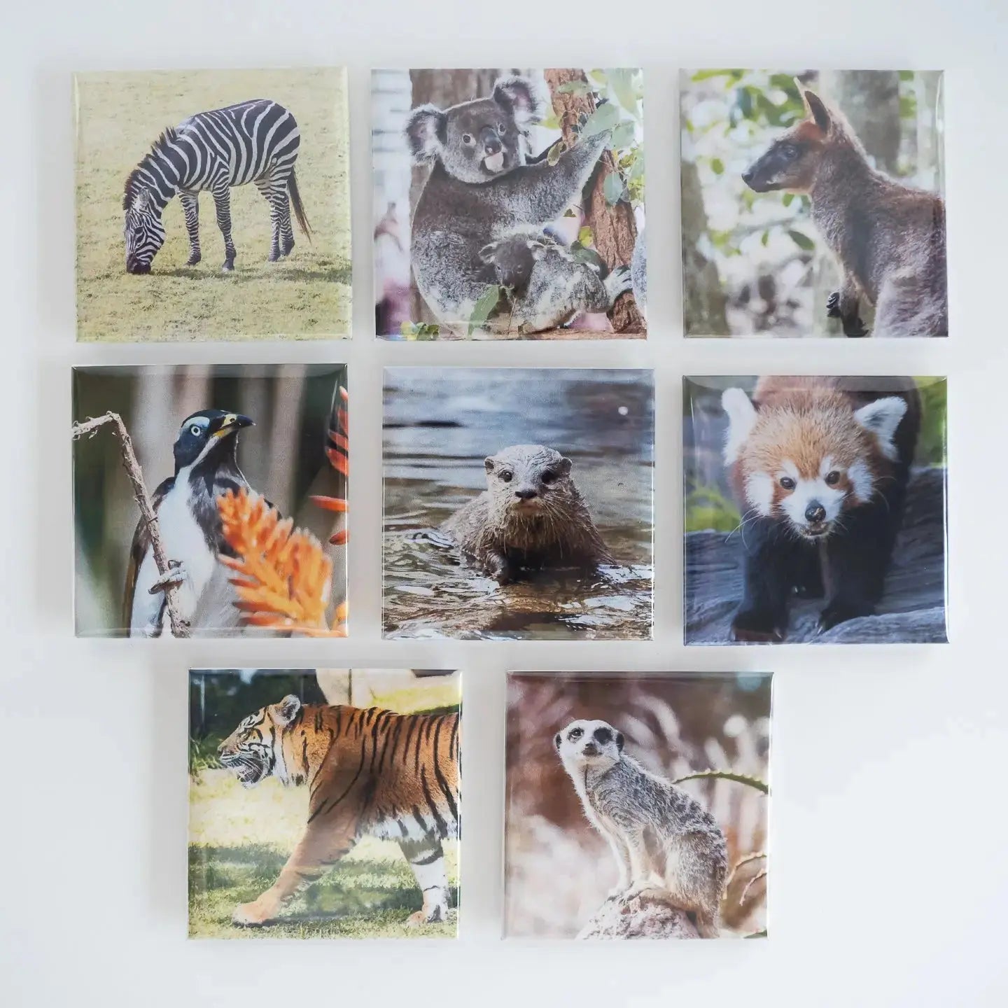 Set of 8 Personalised Photo Magnets from Attractive Memories featuring photos of zoo animals
